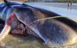 Blue Whale Bitten In Half 2021 How Did This Happen To The Whale?