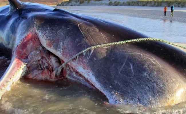 Blue Whale Bitten In Half 2021 How Did This Happen To The Whale?