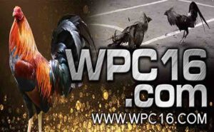Wpc16 Sabong Online Website Wpc16 Com 2022